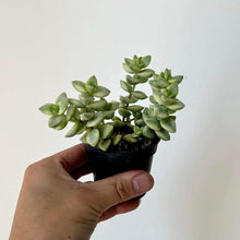 Load image into Gallery viewer, Crassula Rupestris “High Voltage”Variegated “ 2.5” pot
