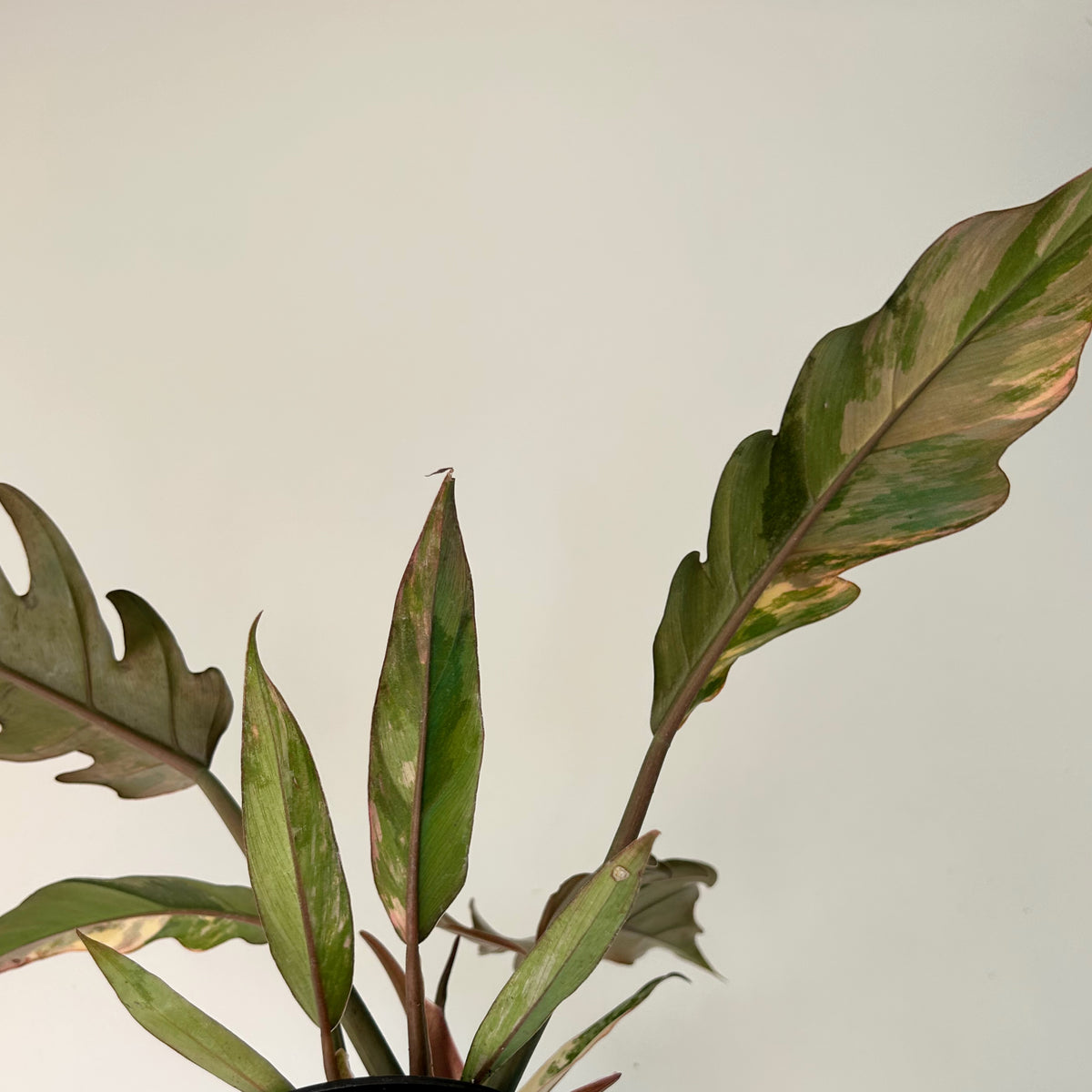 Philodendron’Caramel Marble’ 3.5” pot