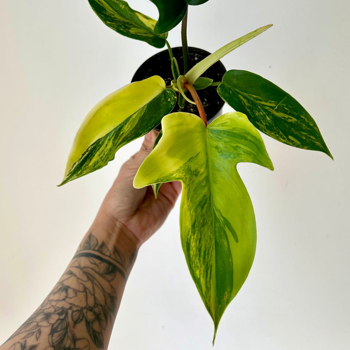 Variegated Philodendron “Florida Beauty” 4”pot