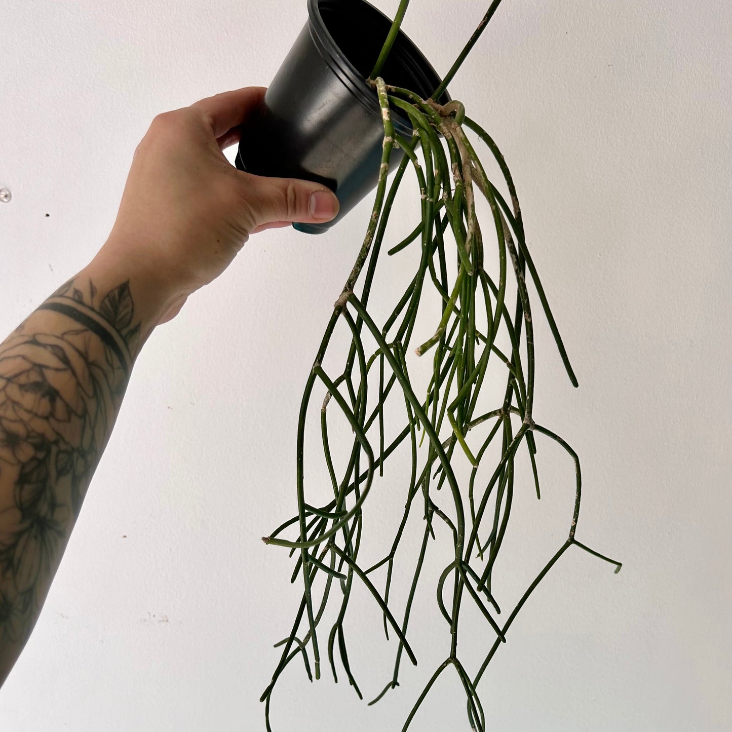 Rhipsalis floccosa 3.5”pot