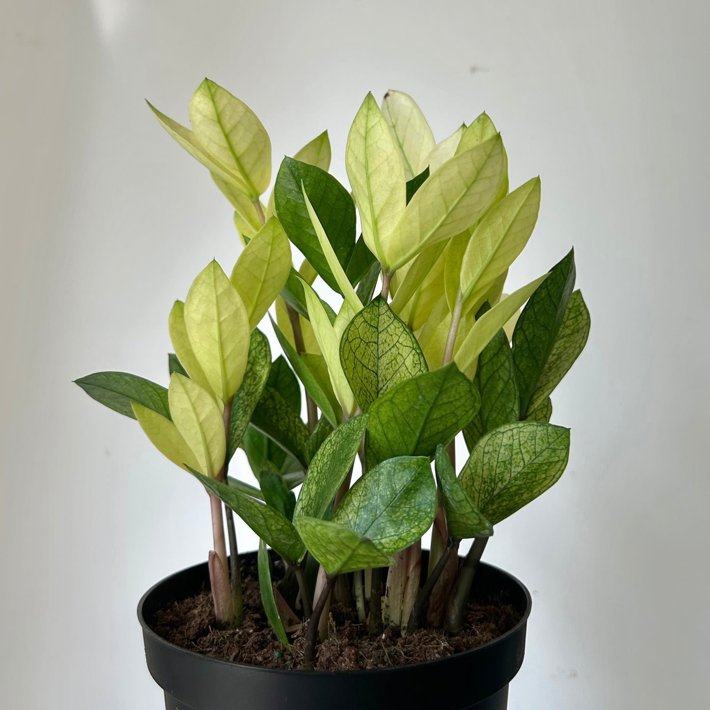 ZZ “Chameleon” 5.25”pot