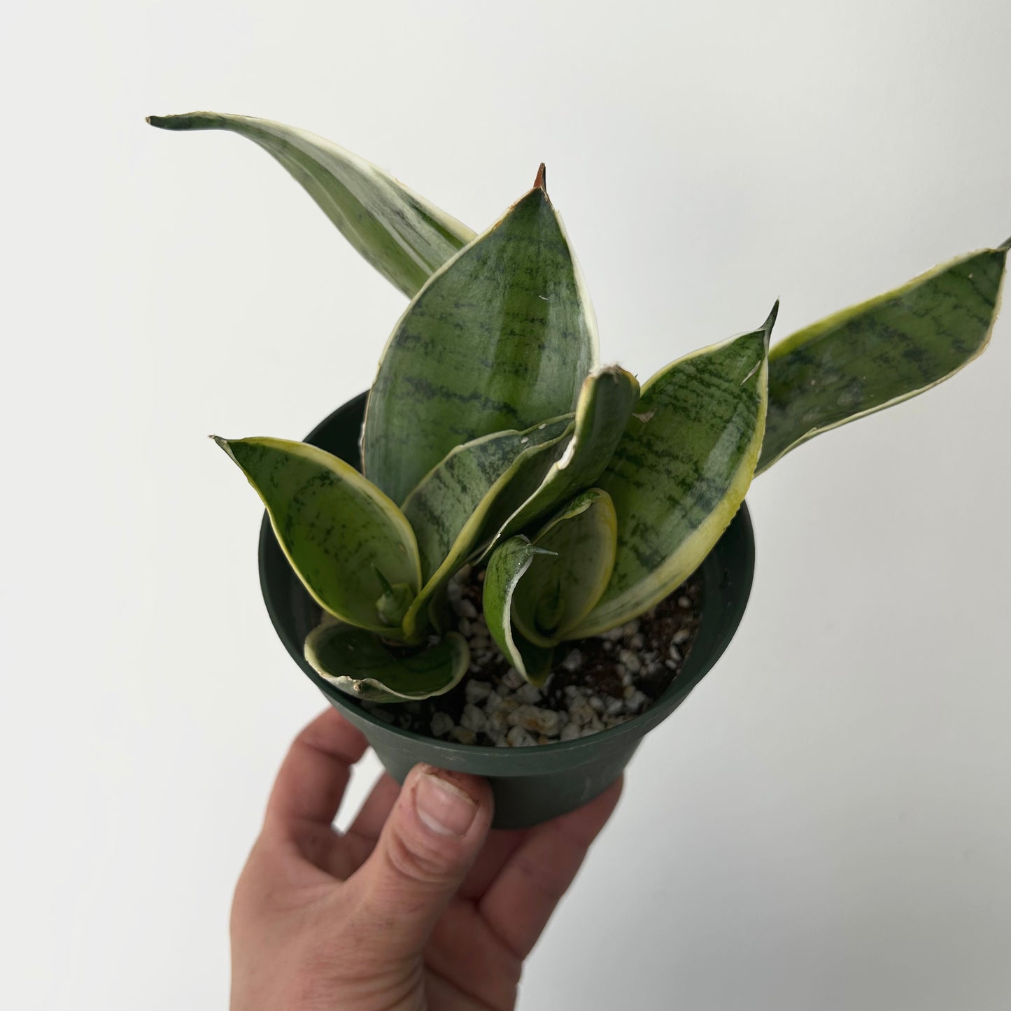 Sansevieria "Night Owl" 4”pot