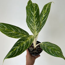 Load image into Gallery viewer, Aglaonema “Key Lime” 4.5&quot; pot
