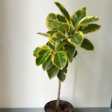 Load image into Gallery viewer, Ficus Altissima  approximately 4ft tall in 10” pot
