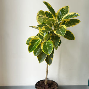 Ficus Altissima  approximately 4ft tall in 10” pot