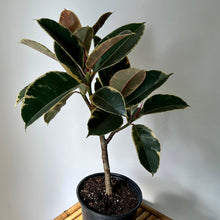 Load image into Gallery viewer, Ficus Elastica “Tineke&quot;” tree approximately 2 ft tall in 8”pot
