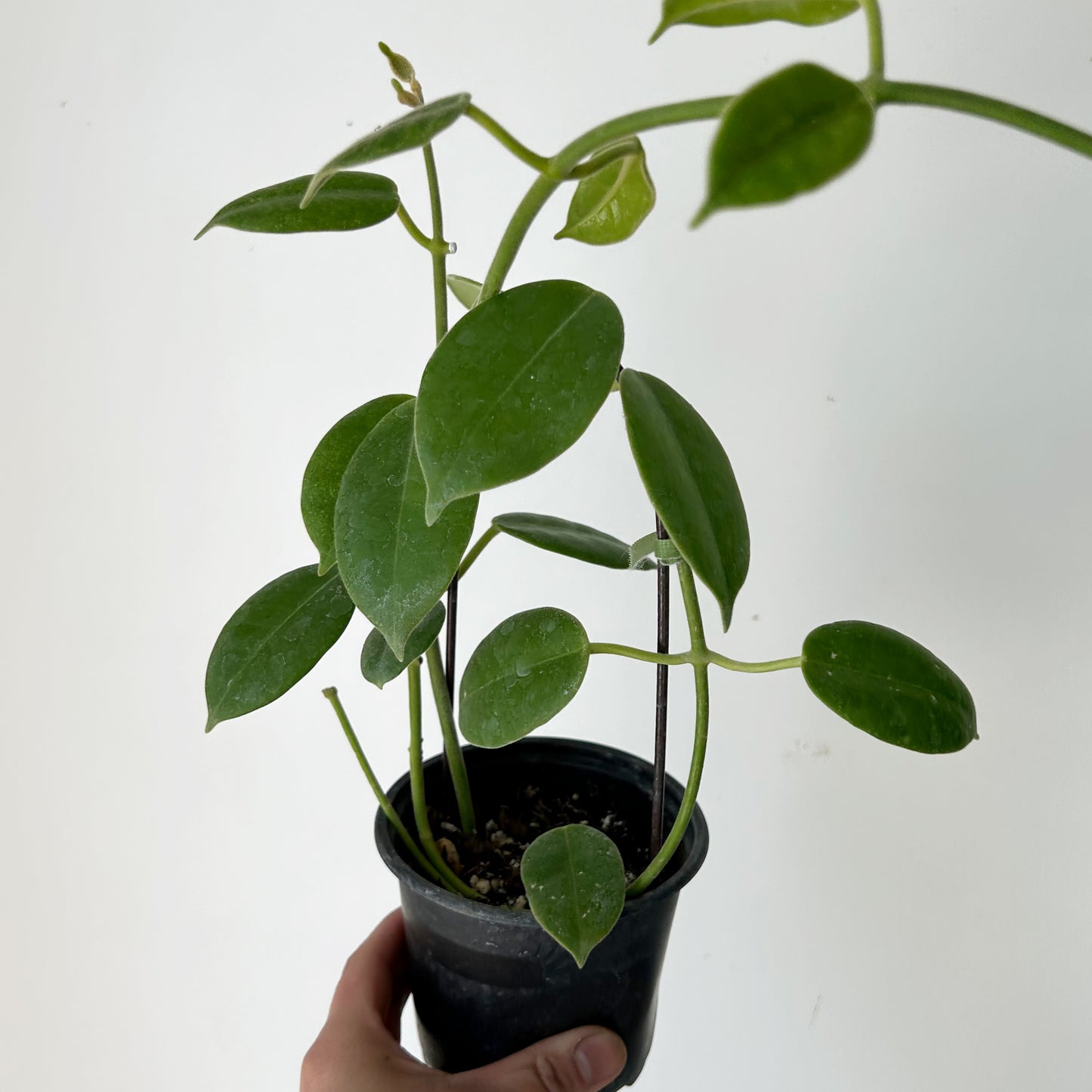 Hoya lauterbachii in 3.5”pot