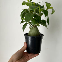 Load image into Gallery viewer, Ant Plant (Hydnophytum)  4” pot

