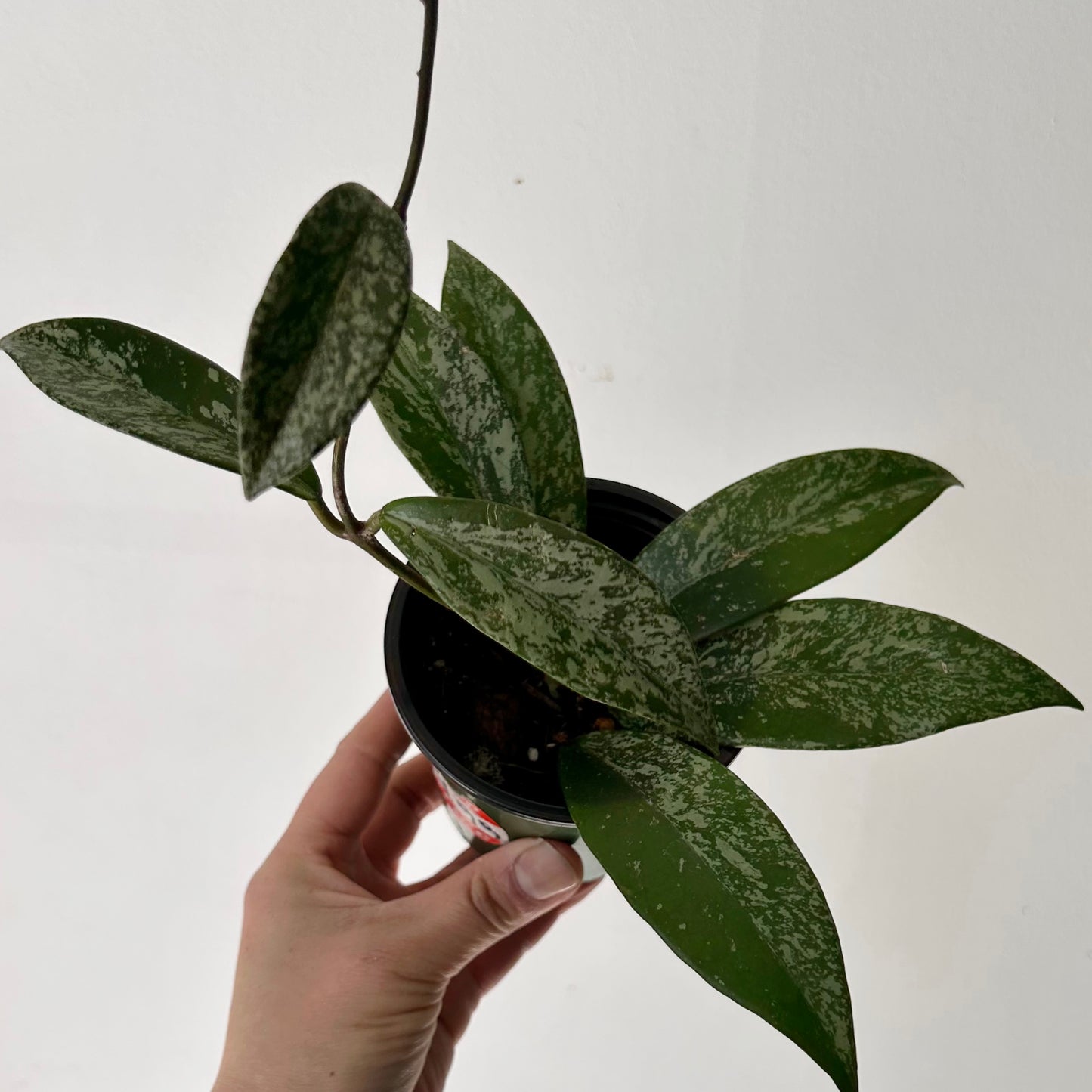 Hoya pubicalyx “Splash” 3.5” pot
