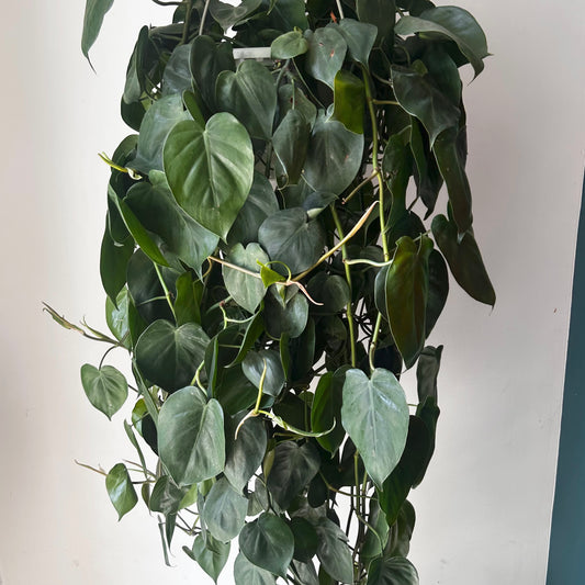 Philodendron Cordatum 10” hanging basket