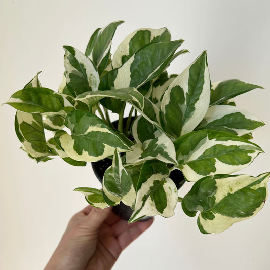 Pothos NJoy 4”pot