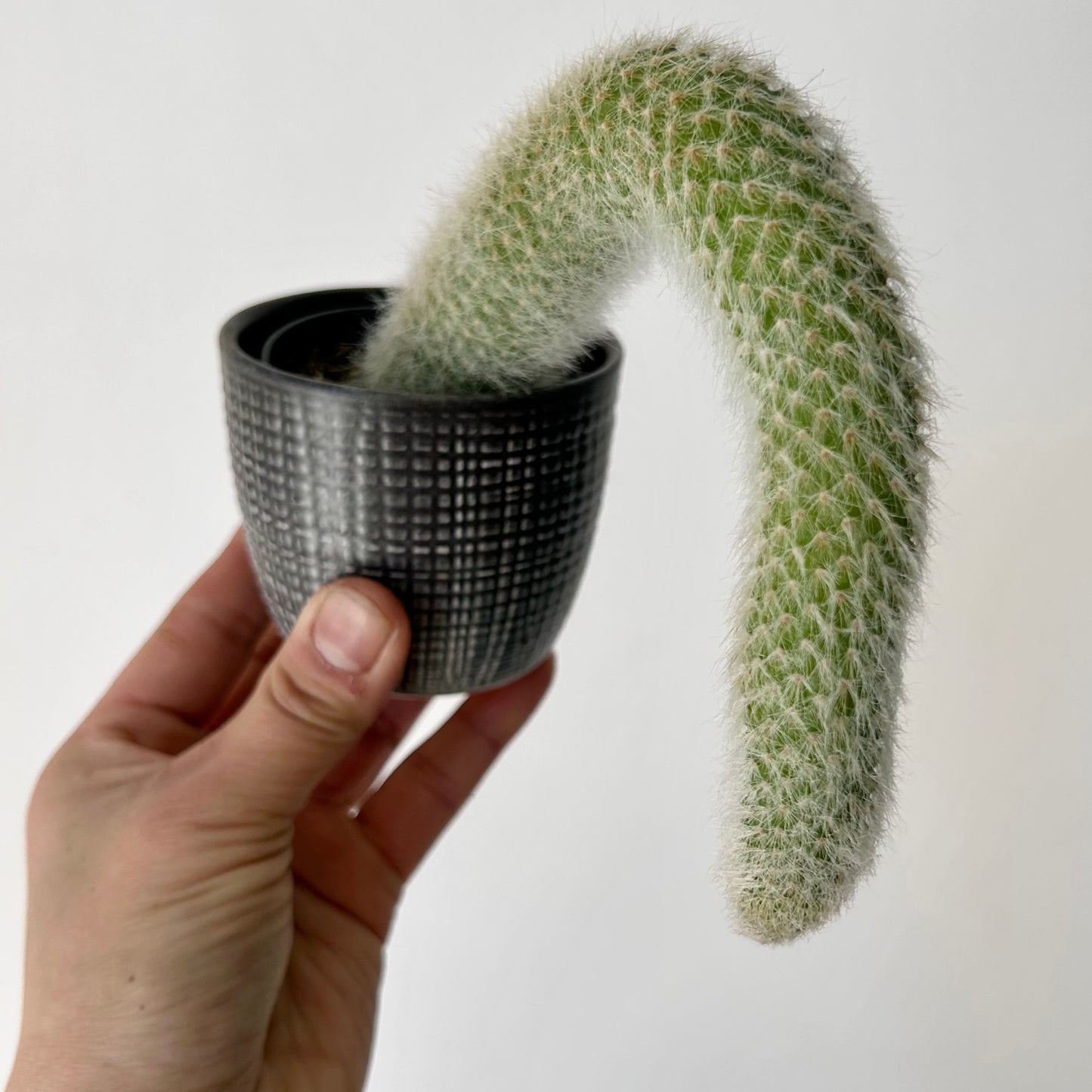 Monkey Tail Cactus (Cleistocactus colademononis) 2.5” pot