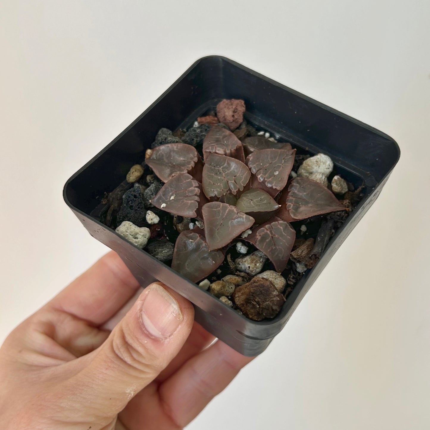 Haworthia Bayeri Hybrid 3” pot