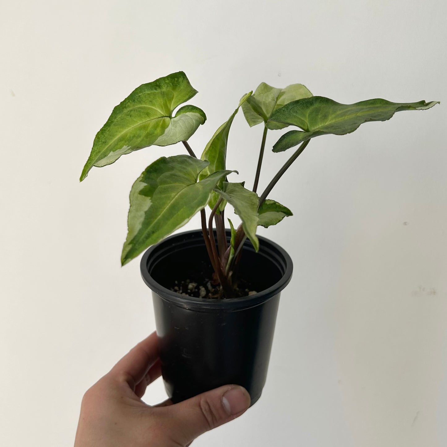 Syngonium “Three Kings” 3.5”pot