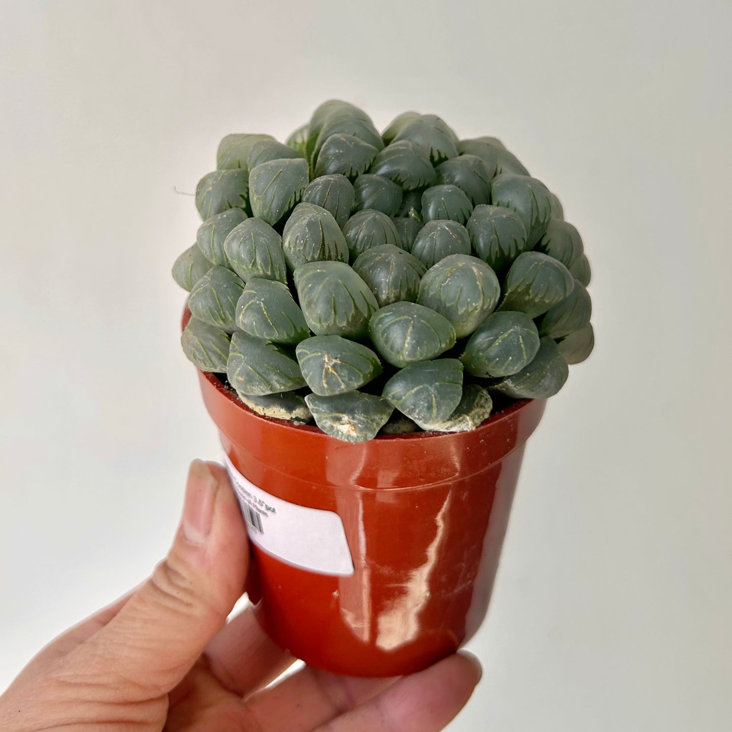 Haworthia Cooperi 3.5”pot