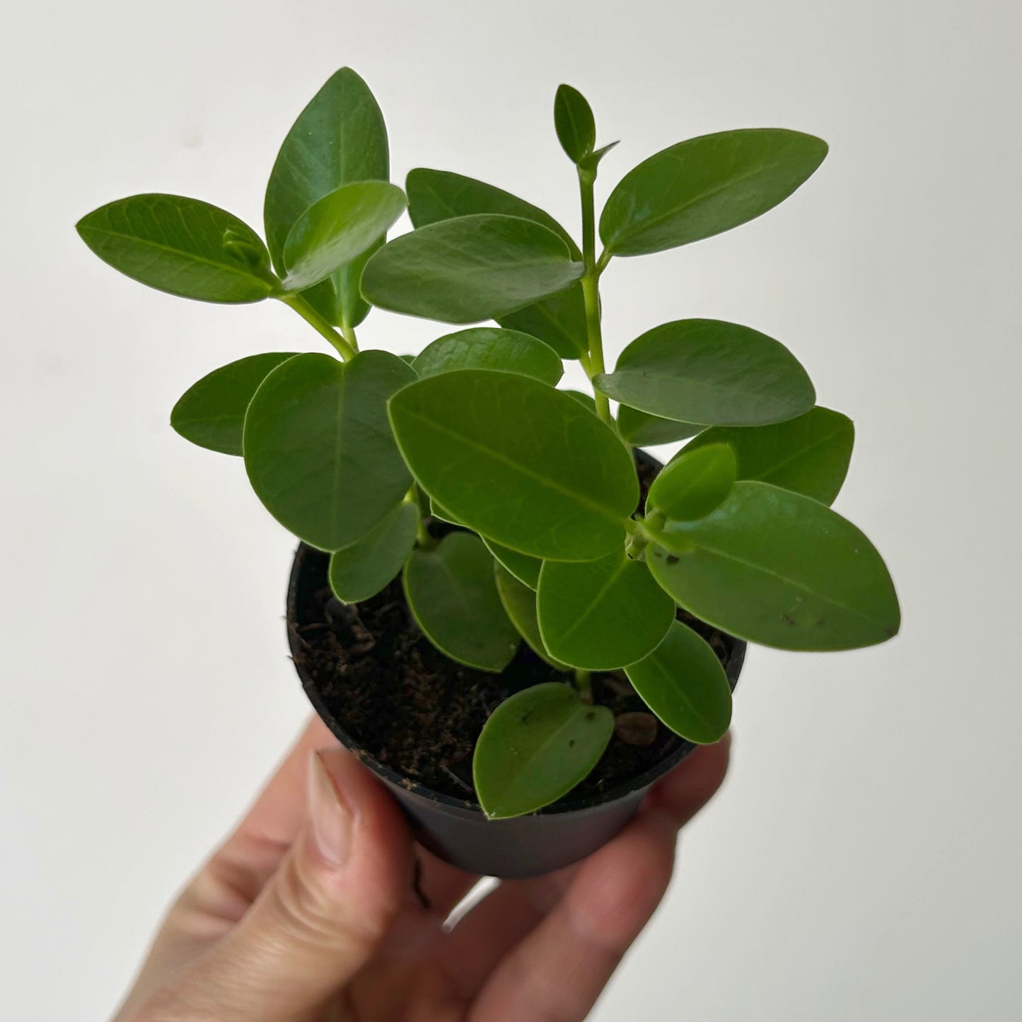 Hoya cumingiana 2.5” pot