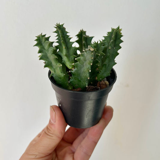 Huernia 2.5” pot