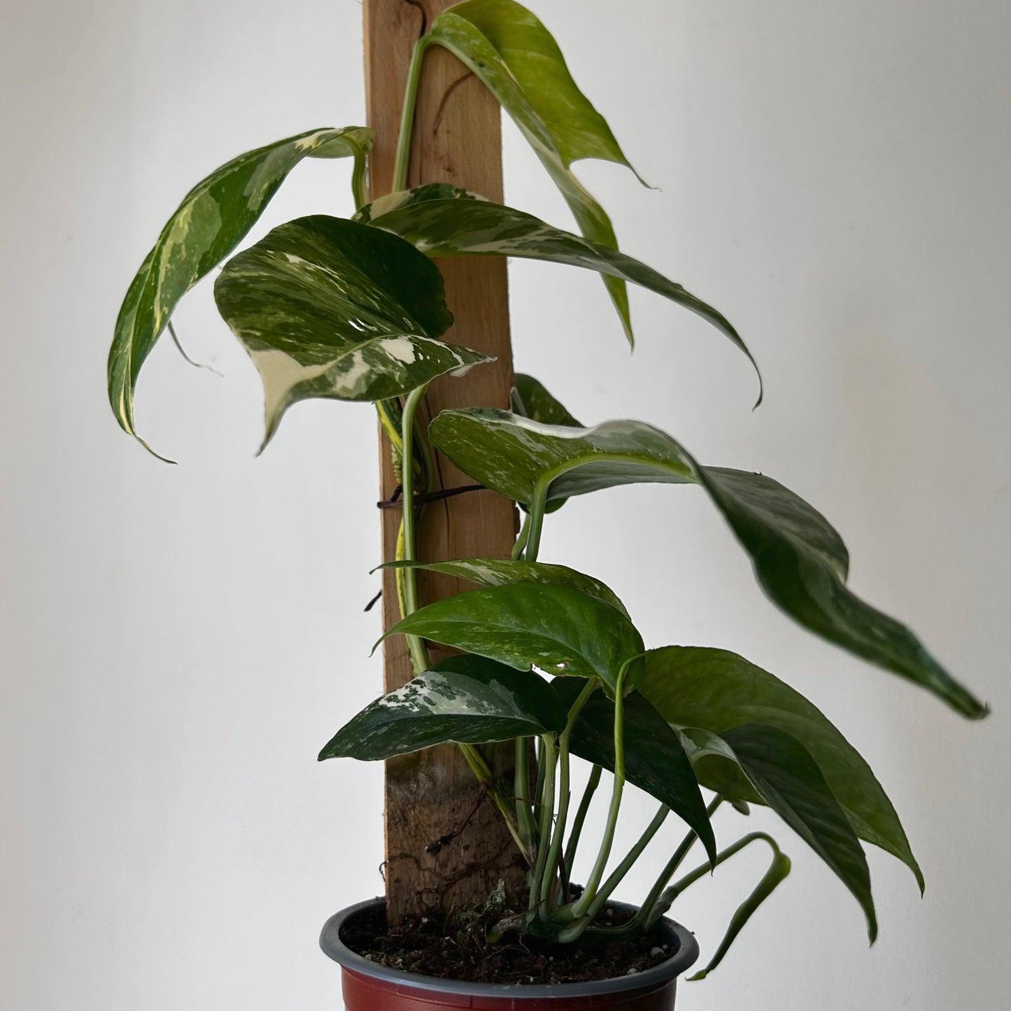 Variegated Epipremnum Pinnatum albo on wood plank 4” pot
