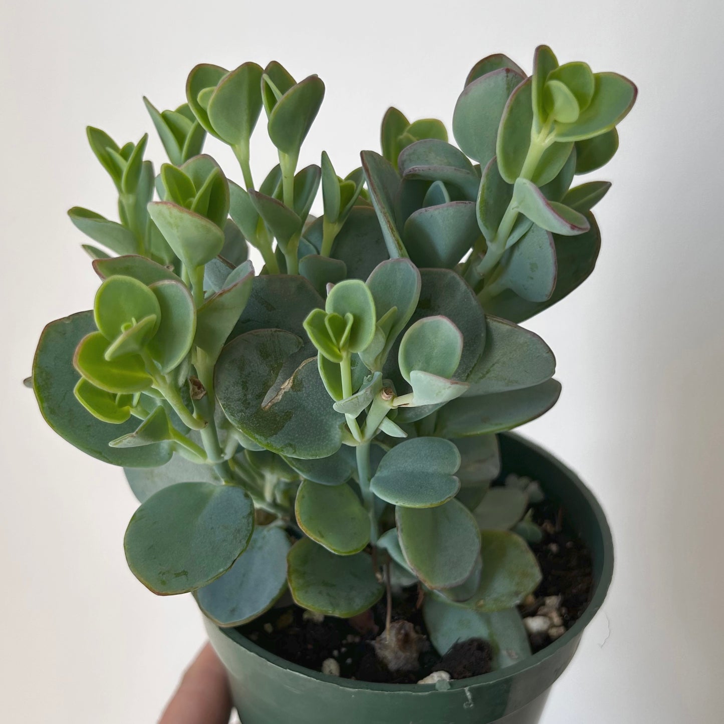 Kalanchoe panamensis 4” pot