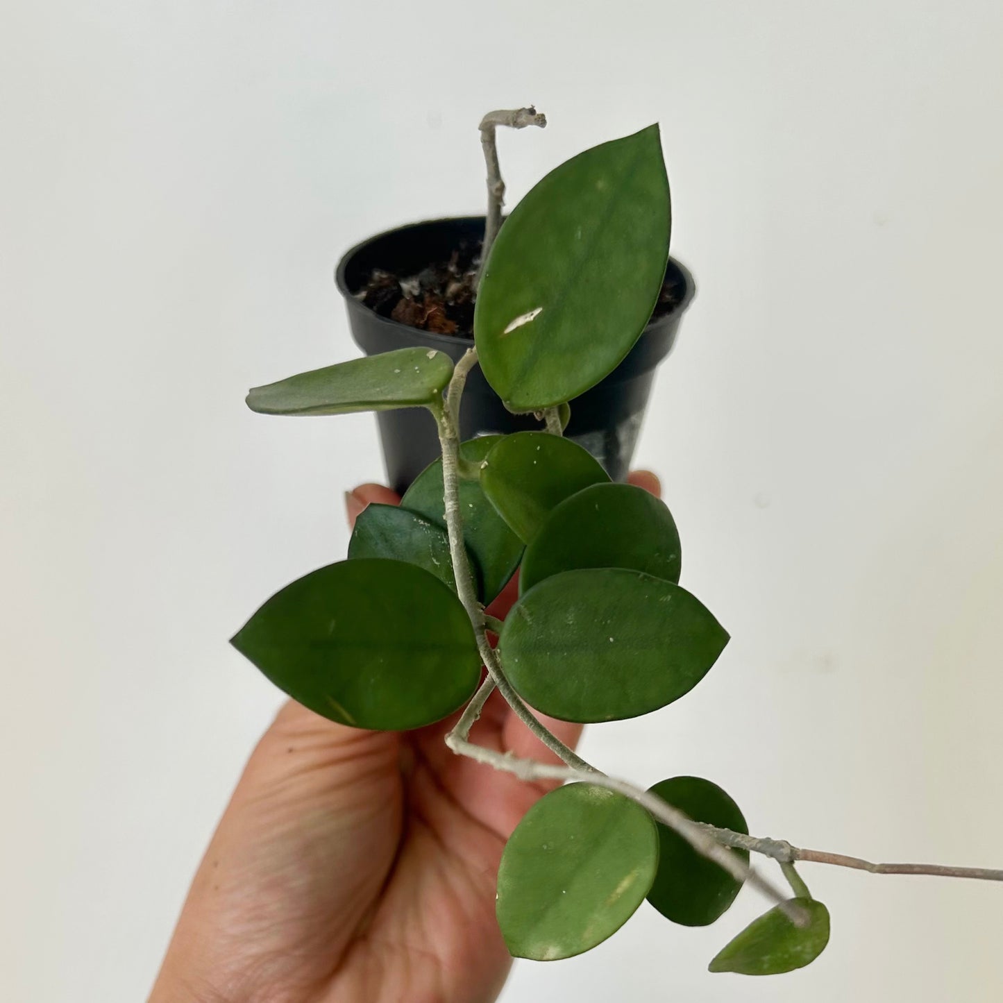 Hoya Chuoke (H.CarnosaXH.serpens) 2.5”pot