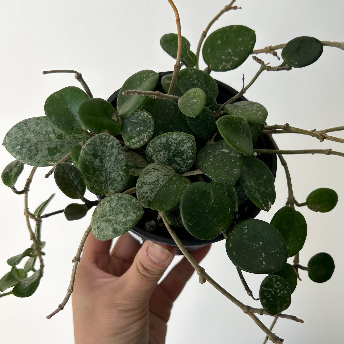 Hoya Mathilde 4”pot