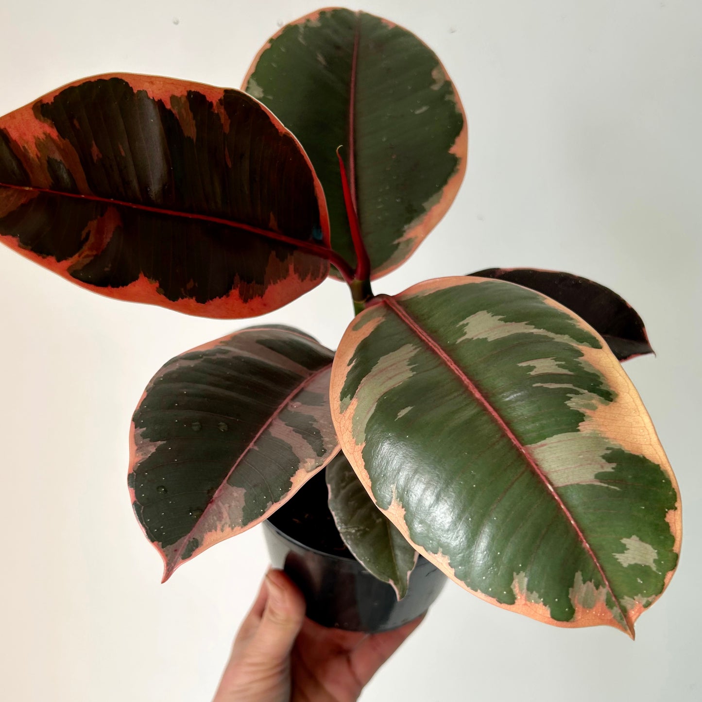 Ficus Elastica "Ruby" 5” pot