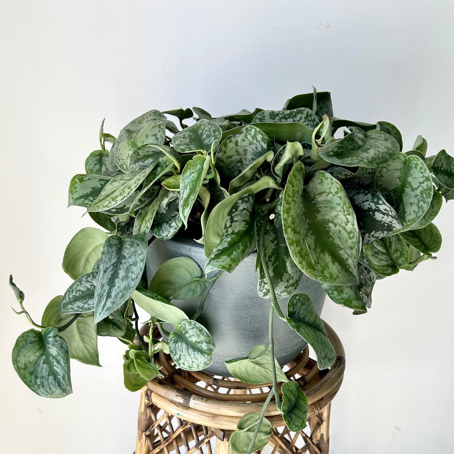 Scindapsus pictus “Exotica” 8” Hanging Basket