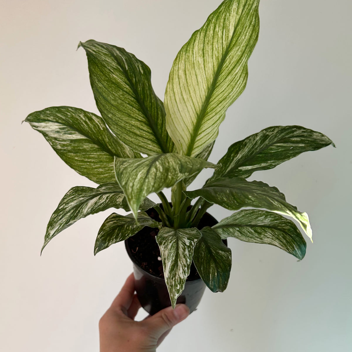 Spathiphyllum Variegated "Jessica" 4” pot