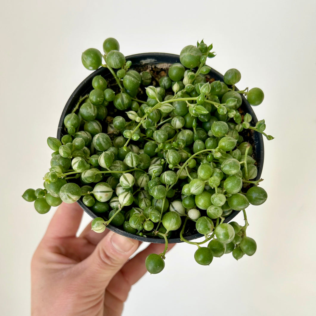 String of Pearls Variegated (Senecio Rowleyanus Variegata) 3.5” pot