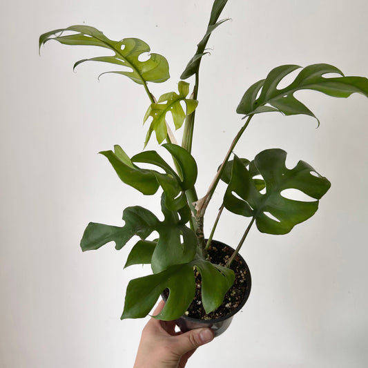 Mini Monstera Vine (Rhaphidophora tetrasperma)4.25”pot