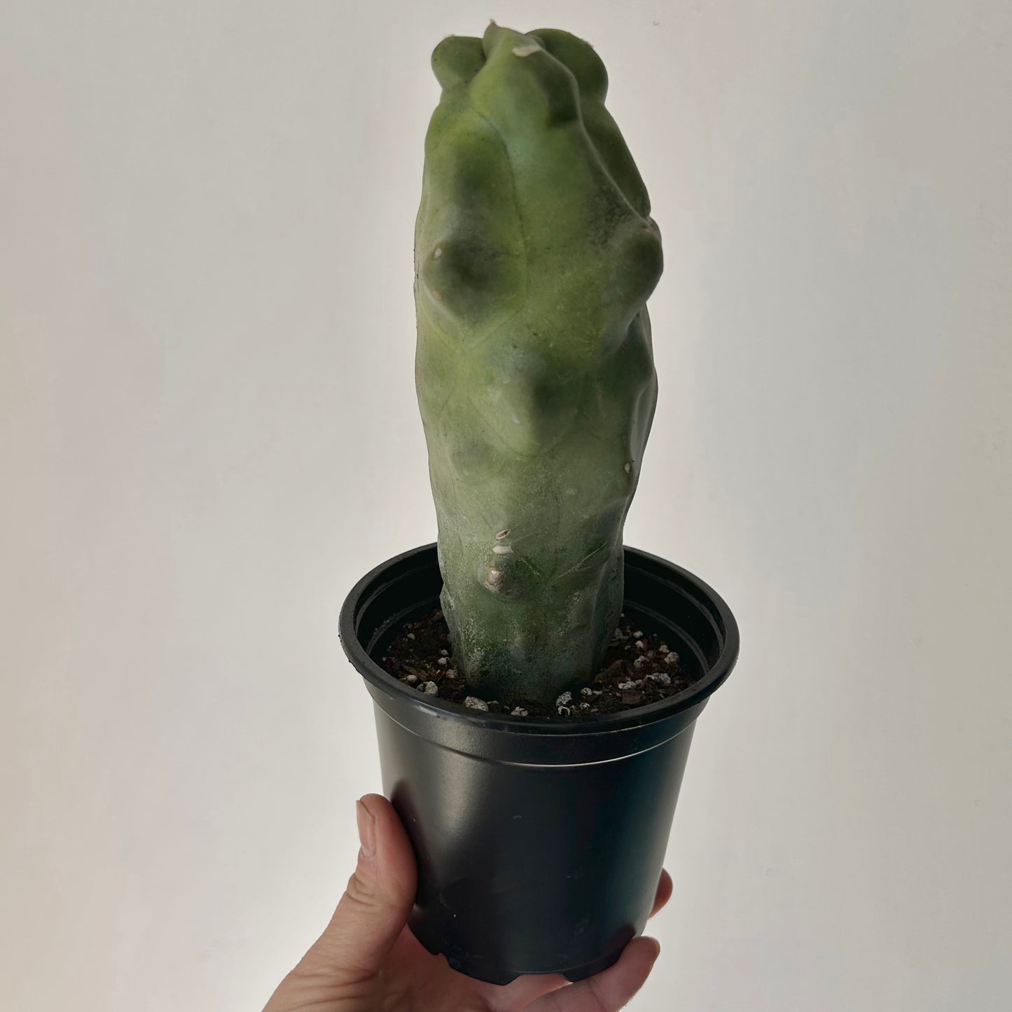 Totem Pole Cactus (Lophocereus schottii  f. monstrose) 4” pot