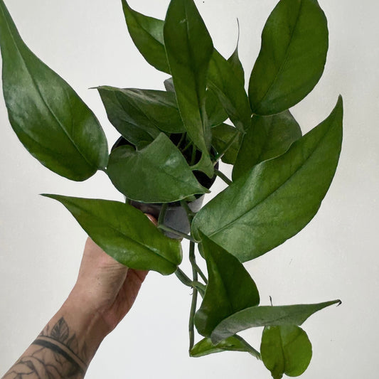 Pothos "Baltic Blue" 4”pot