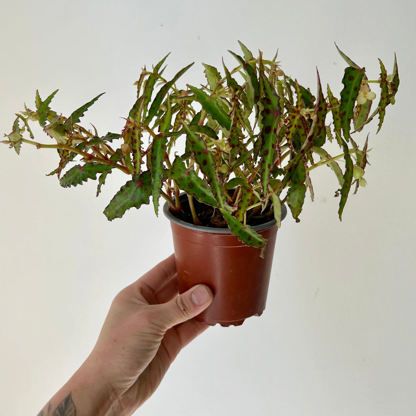 Begonia Amphioxus 4.25”pot