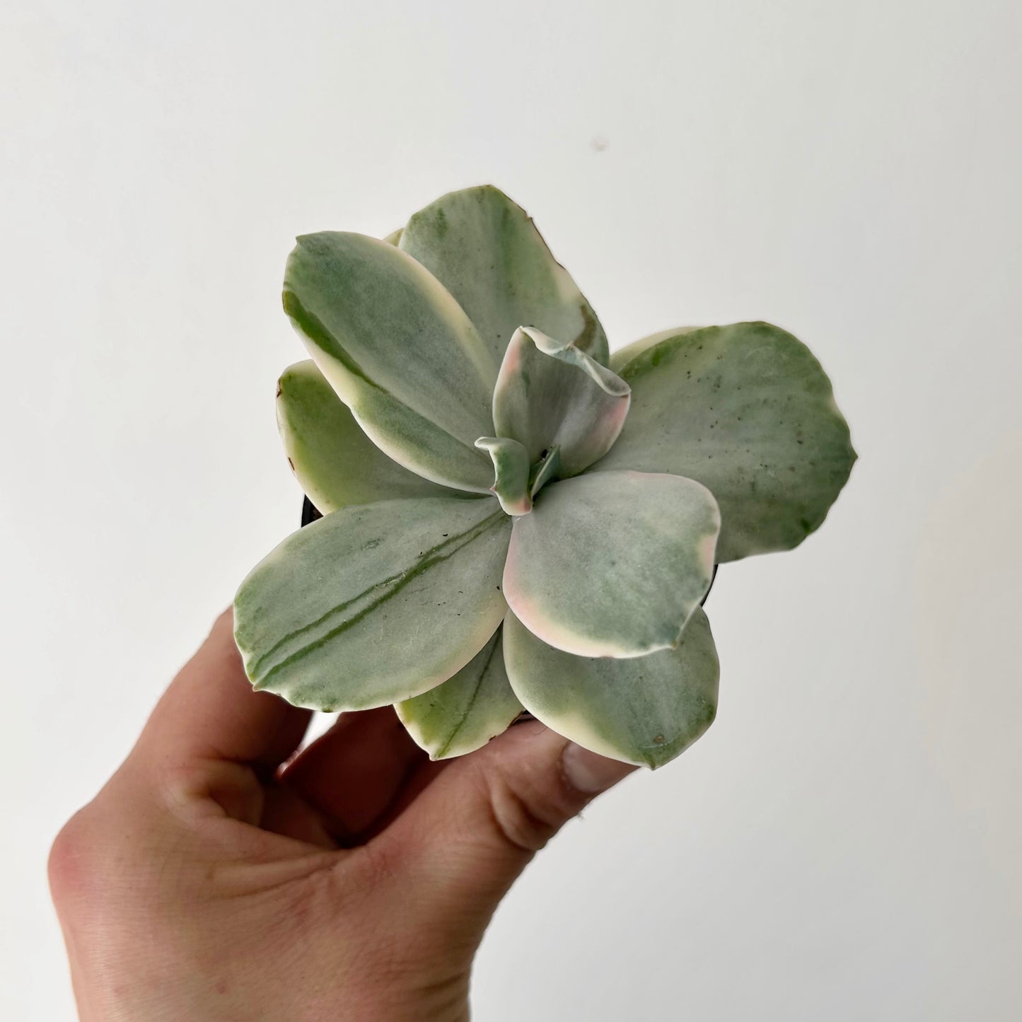 Variegated Echeveria Decora 2.5”pot