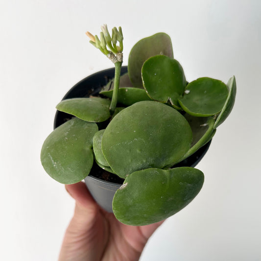 Dischidia platyphylla 3.5” pot