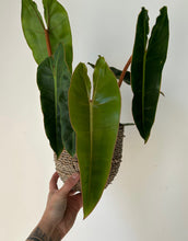 Load image into Gallery viewer, Philodendron Billietiae 4&quot; pot
