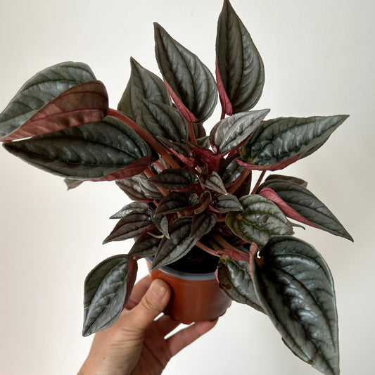 Peperomia “Mendoza” 4”pot