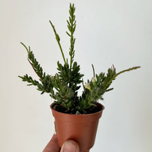 Load image into Gallery viewer, Clumpy mistletoe cactus in decorative ceramic pot 2.5” pot
