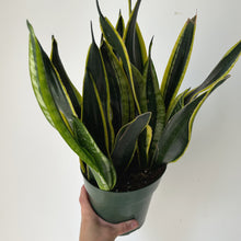 Load image into Gallery viewer, Sansevieria Hahnii “Black Gold” 6” pot
