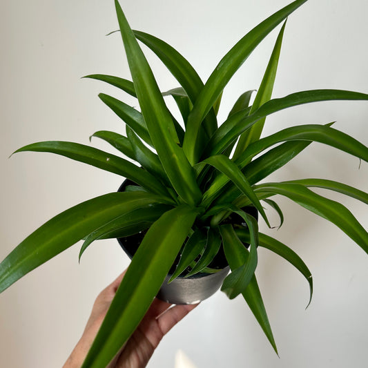 Green Spider Plant (chlorophytum comosum) 5” pot