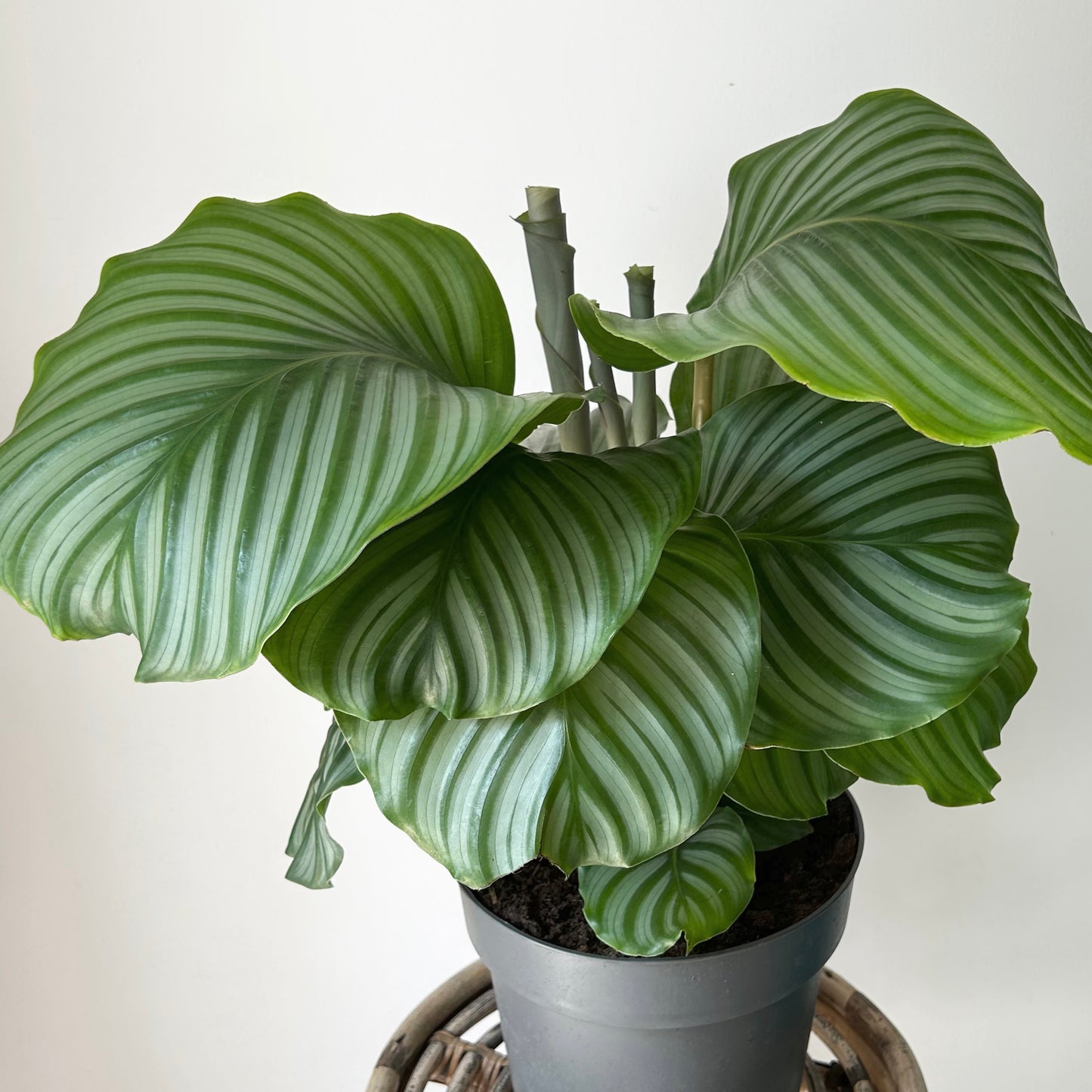 Calathea orbifolia approximately 2ft tall in 8” pot