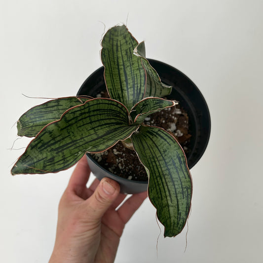 Sansevieria "Cleopatra “5”pot