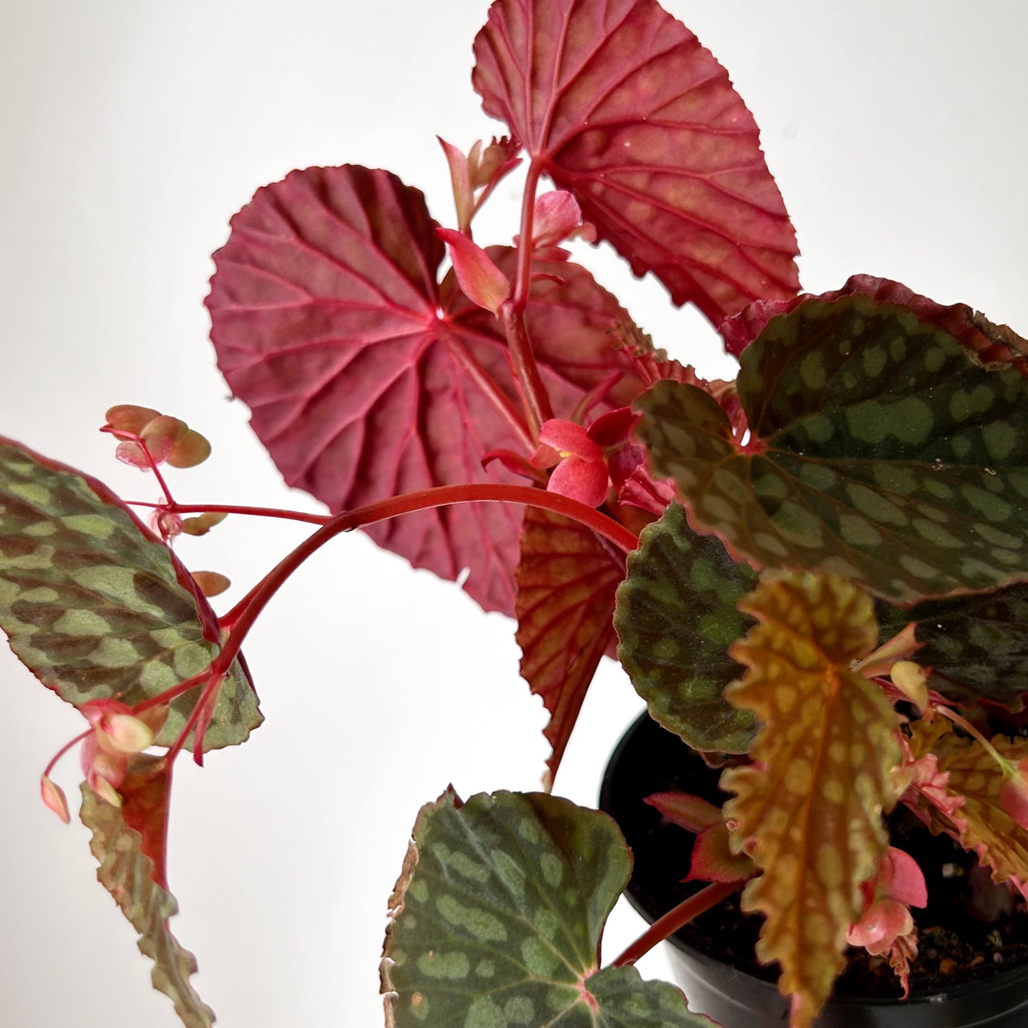 Begonia chlorosticta 4” pot