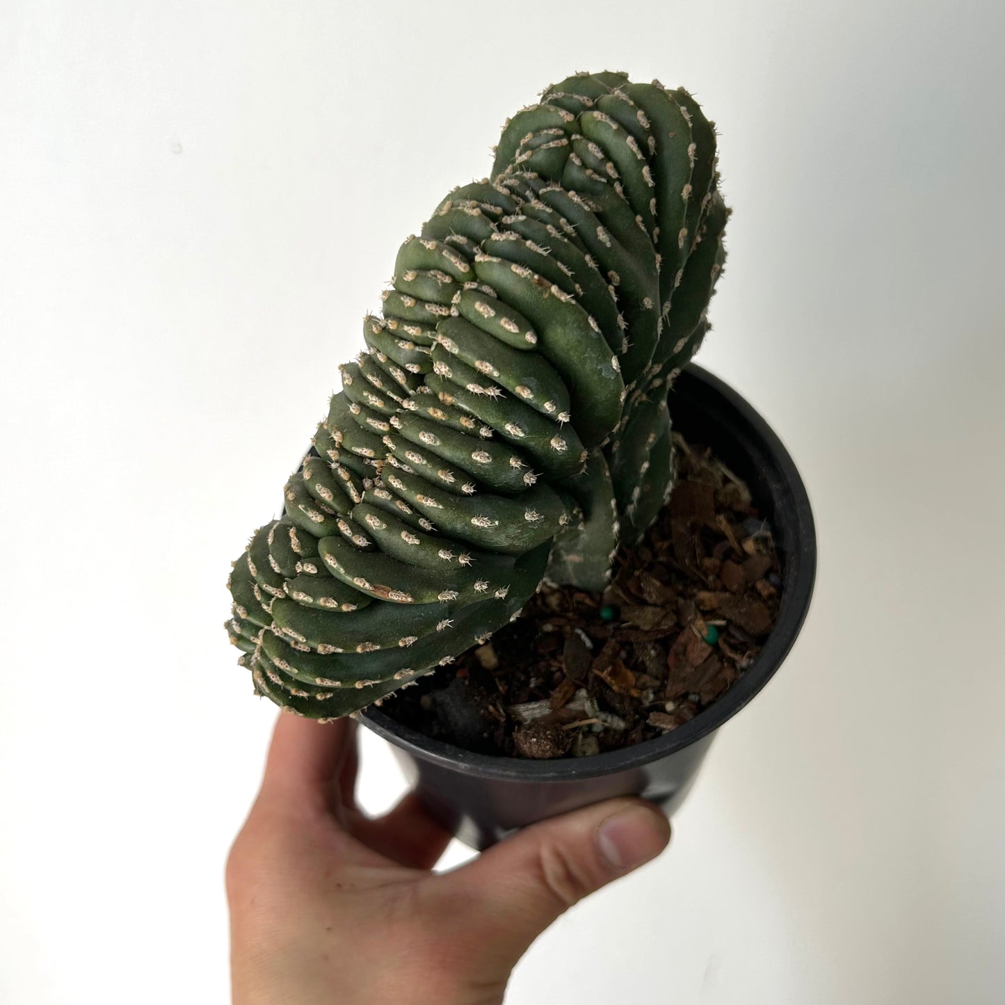 Marginatocereus Marginatus Crested 4.5”pot