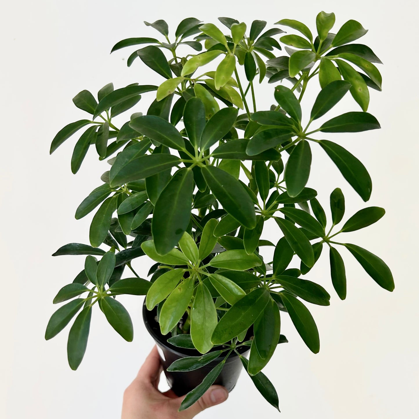 Dwarf Umbrella Tree (Schefflera arboricola) 4”pot
