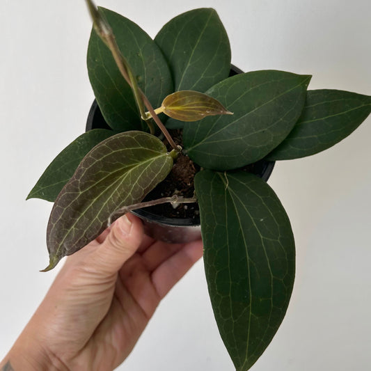 Hoya pottsii 4” pot