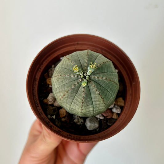 Baseball Plant (Euphorbia Obesa) 3”pot