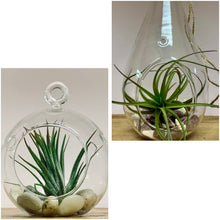 Load image into Gallery viewer, Decorative Glass Terrarium (3.5 wide)

