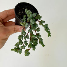 Load image into Gallery viewer, Beads Lampranthus (Braunsia maximiliani )2.5”pot

