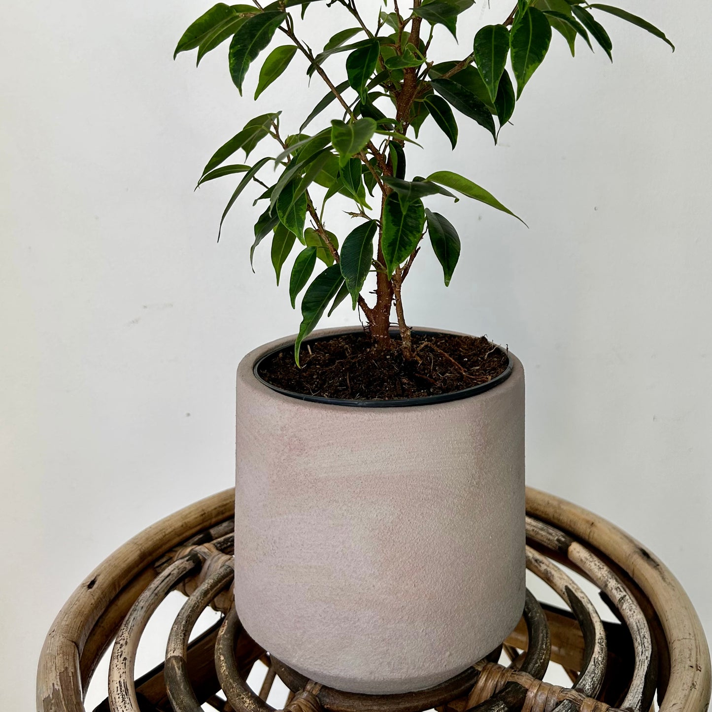 LUCIANA Decorative Pot (5”x5”)
